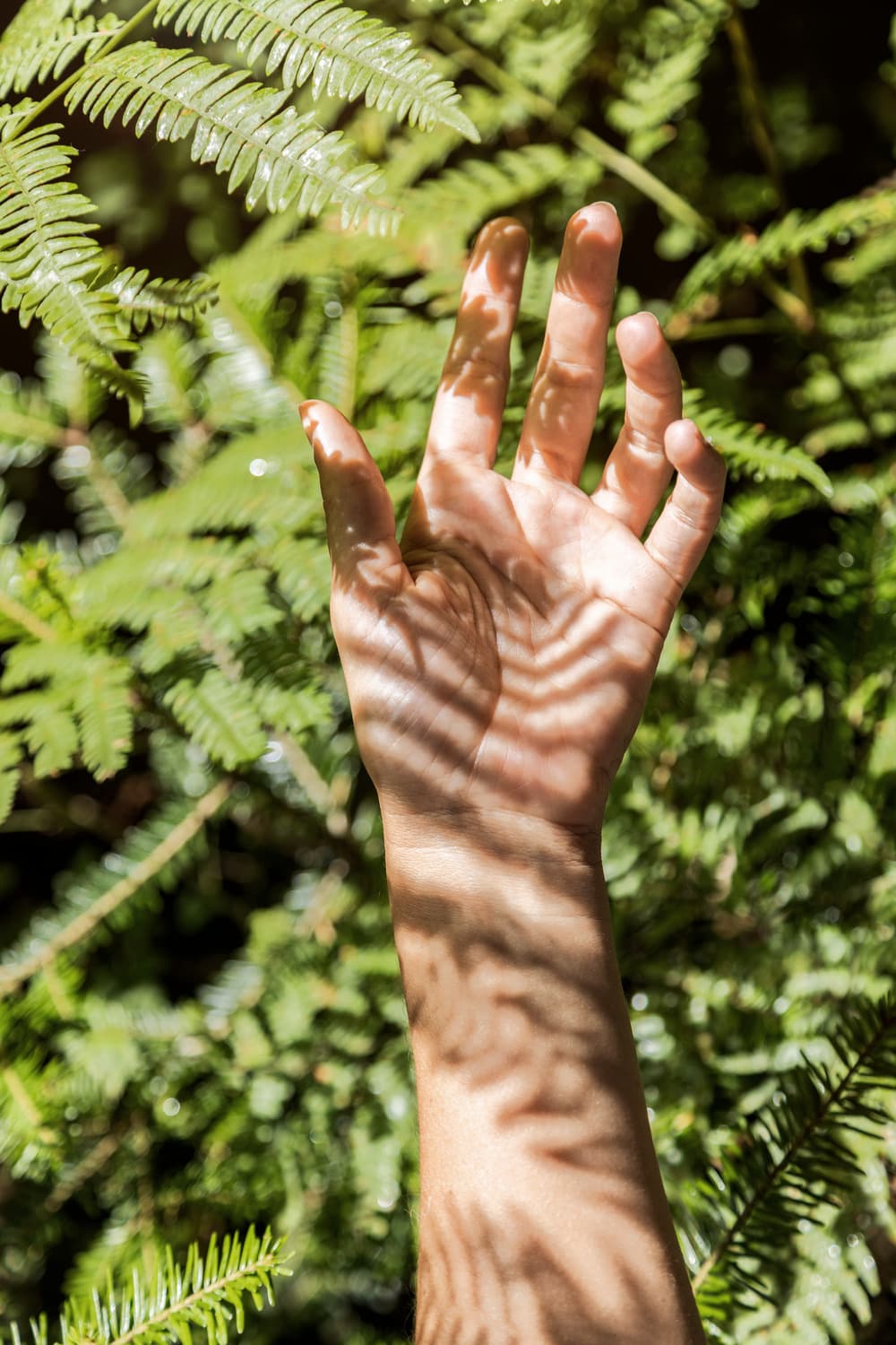 Native Nature — image 7